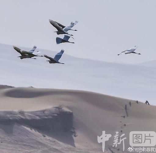 第二批白鹭组队抵达敦煌阳关湿地