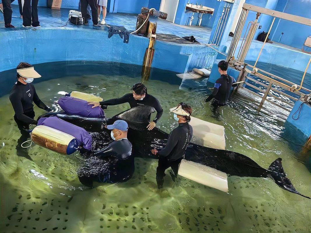 三亚搁浅短肢领航鲸可脱离救助人员自主漂浮