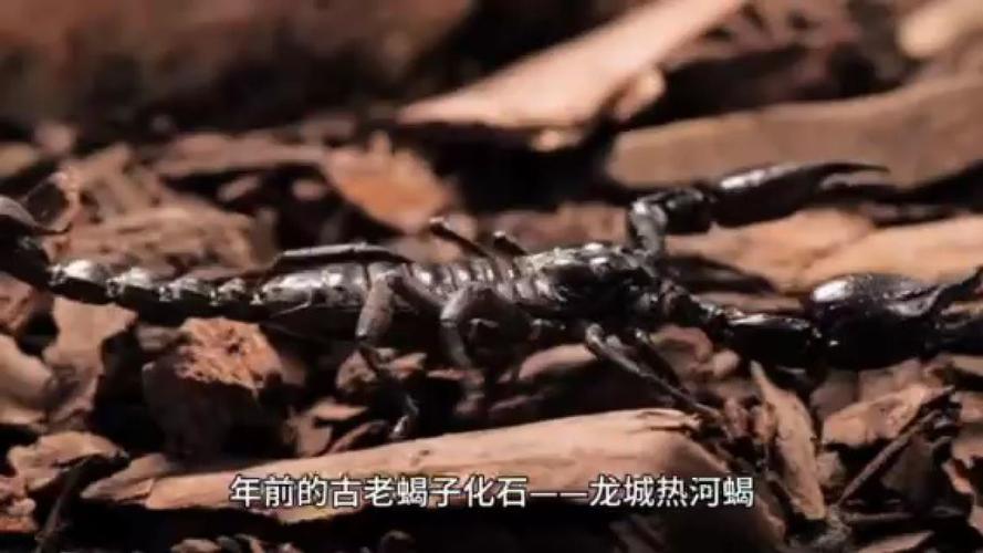 科学家发现中生代蝎化石“龙城热河蝎”