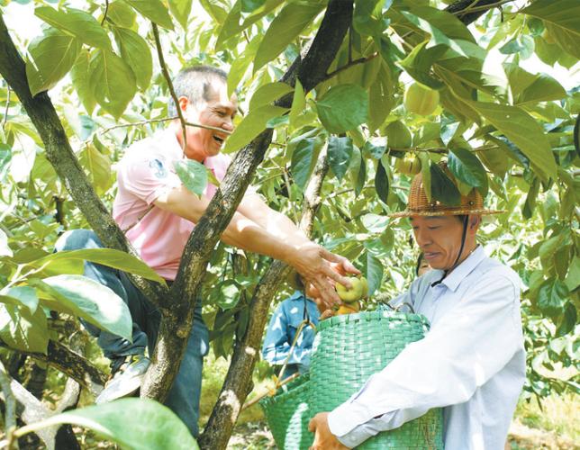 (乡村行·看振兴)福建永定:柿子丰收挂满枝 “柿”业红火果农乐