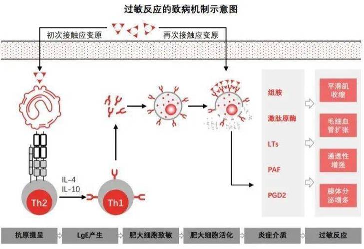 研究揭示过敏反应关键机制