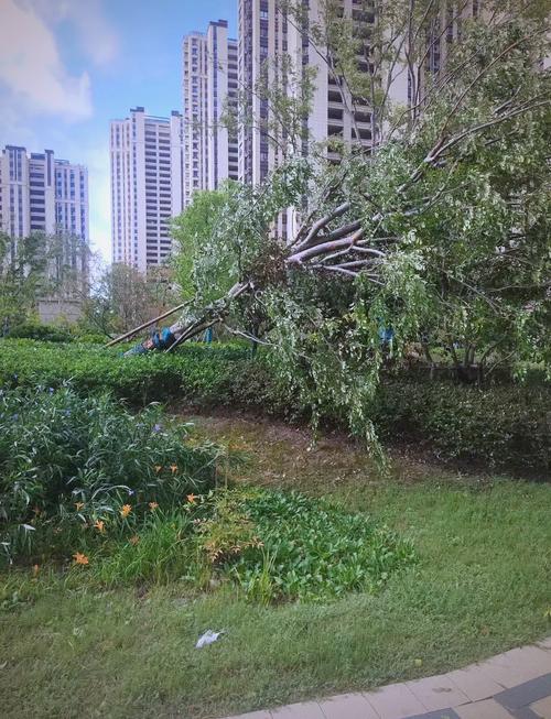 树木风中摆动!受台风“贝碧嘉”影响 上海进入风雨最强时段