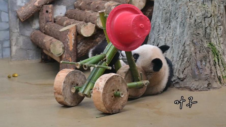 莫斯科动物园大熊猫“喀秋莎”有了新玩具