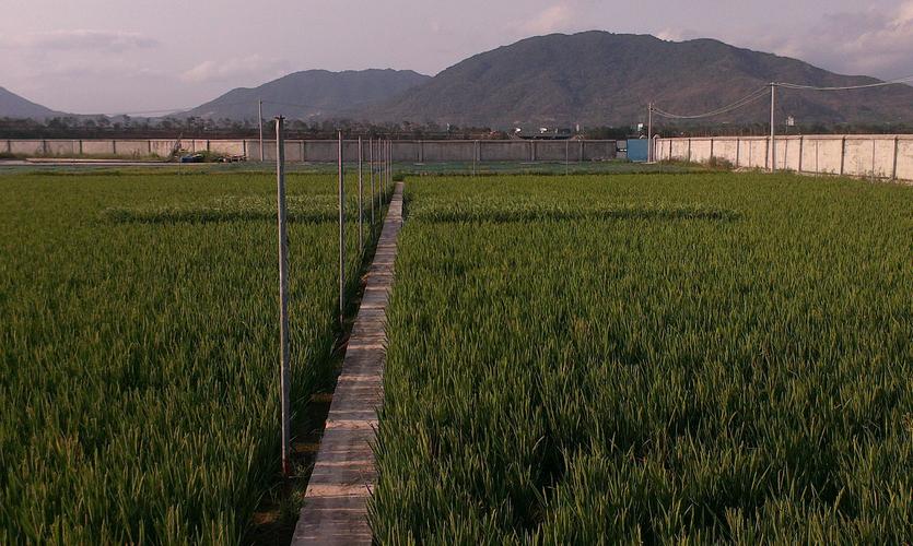 平均亩产597.79公斤!三亚再生稻品种示范基地头季测产
