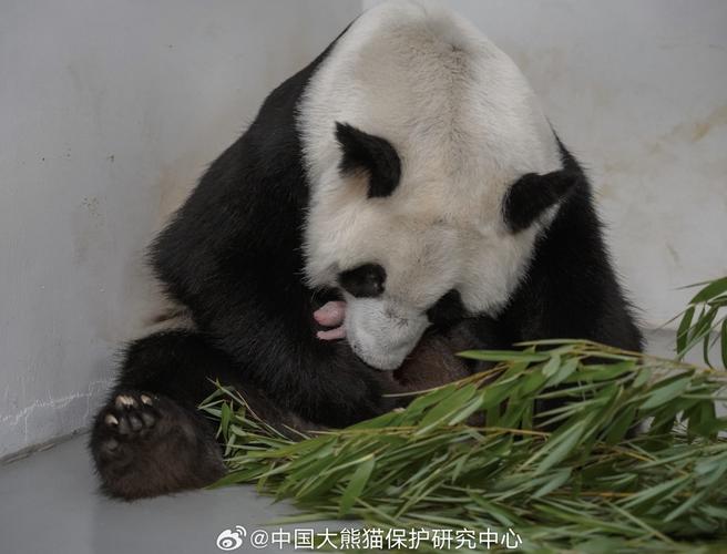 旅俄大熊猫“丁丁”幼崽出生满3个月 已长出两颗牙齿(图)