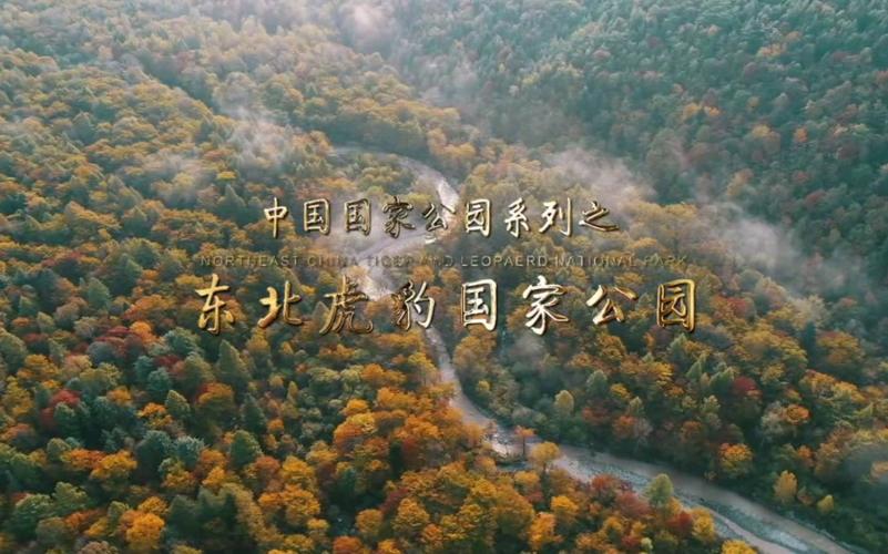 东北虎豹国家公园:绘就万物共生的和谐画卷