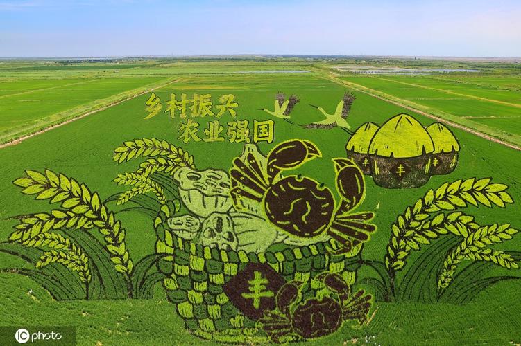 山东东营:稻田作画绘美景