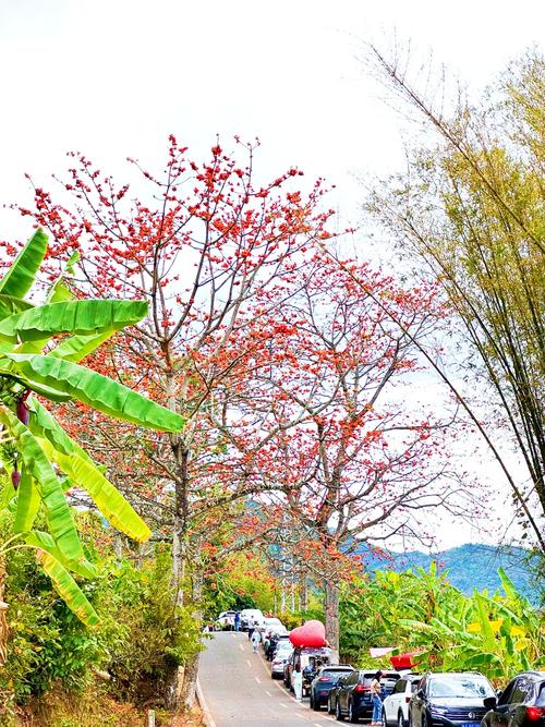 昌江木棉花开引客来_1