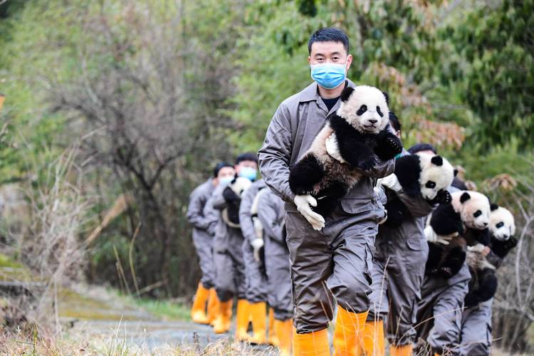 中国大熊猫、古树名木保护成效显著