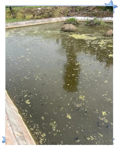 水库藻类泛滥,韩国高温致多地自来水发臭
