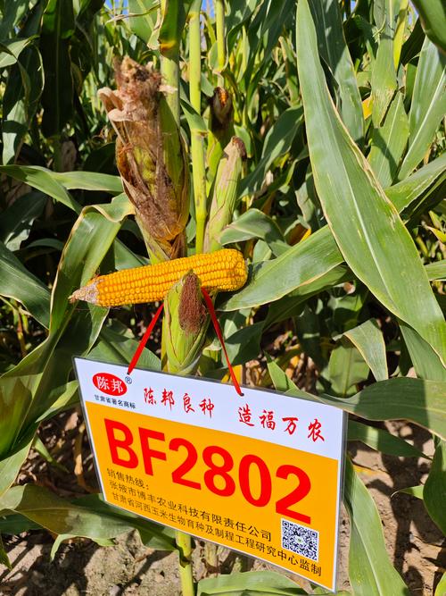甘肃甘州:“两粒种子”从“芯”出发