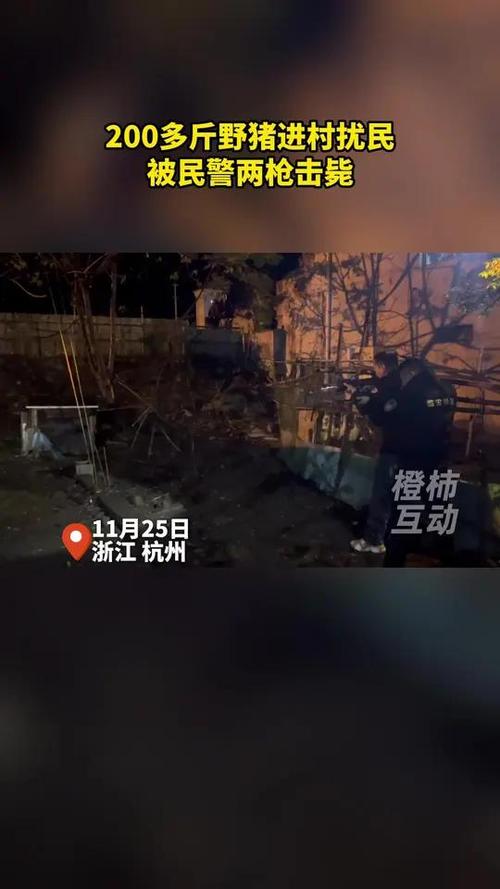野猪乱窜,多人受伤!特警出动,果断击毙!
