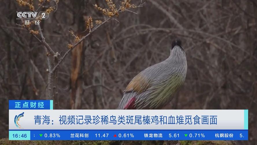 珍稀鸟类斑尾榛鸡与血雉 现身祁连山国家公园