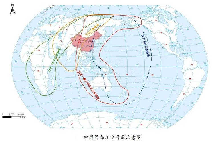 共护候鸟迁飞通道 五省(区)启动跨区域联合保护行动